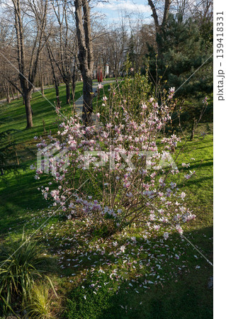 Blooming magnolia tree in Emirgan Park in Istanbul with pink flowers on green lawn, sunlight and trees, spring outdoor. Urban nature, park landscape, outdoor recreation, travel, lifestyle 139418331