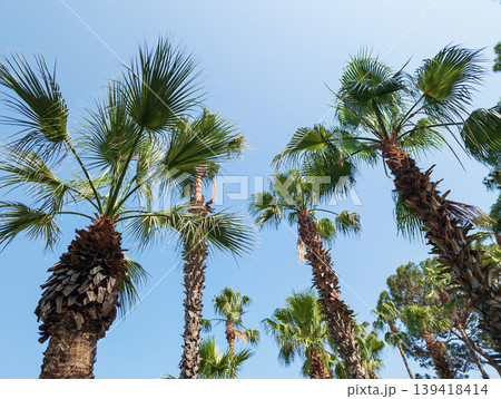 Palm Trees against Blue Sky Palm Trees against Blue Sky 139418414