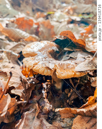Brown mushroom growing among fallen leaves in a forest floor with natural sunlight illuminating scene Brown mushroom growing among fallen leaves in a forest floor with natural sunlight illuminating scene 139418716