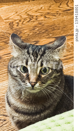 Striped domestic cat with expressive eyes sitting on wooden floor, showcasing its curious demeanor and playful personality in a cozy environment Striped domestic cat with expressive eyes sitting on wooden floor, showcasing its curious demeanor and playful personality in a cozy environment 139418801