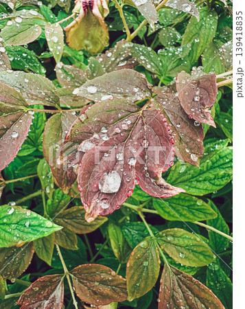 Close-up of vibrant green and maroon leaves with water droplets showcasing nature's beauty Close-up of vibrant green and maroon leaves with water droplets showcasing nature's beauty 139418835