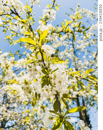 Blossoming cherry tree branches adorned with delicate white flowers and vibrant green leaves against a clear blue sky, showcasing the beauty of springtime nature Blossoming cherry tree branches adorned with delicate white flowers and vibrant green leaves against a clear blue sky, showcasing the beauty of springtime nature 139418850