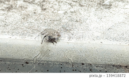 Small insect crawling on a textured surface showcasing intricate details and natural habitat Small insect crawling on a textured surface showcasing intricate details and natural habitat 139418872
