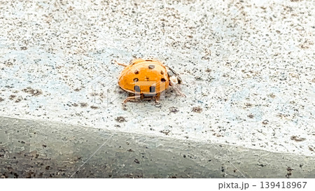 Close-up of a vibrant orange ladybug resting on a textured surface, showcasing its unique spots and delicate features in a natural setting Close-up of a vibrant orange ladybug resting on a textured surface, showcasing its unique spots and delicate features in a natural setting 139418967