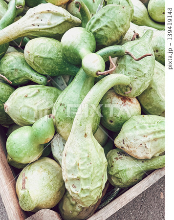 Fresh green gourds piled together in a wooden crate, showcasing various shapes and textures, representing natural produce and organic farming practices Fresh green gourds piled together in a wooden crate, showcasing various shapes and textures, representing natural produce and organic farming practices 139419148