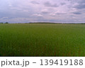 Rye fields in Germany 139419188