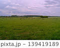 herd of cows grazing on a green meadow 139419189