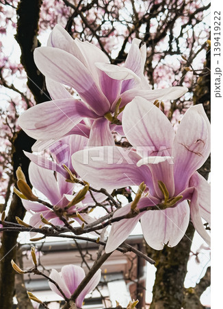 Beautiful magnolia flowers blooming on tree branches in springtime garden setting 139419222