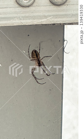 Spider with intricate patterns is perched on a smooth surface, showcasing its delicate legs and body structure in a natural environment Spider with intricate patterns is perched on a smooth surface, showcasing its delicate legs and body structure in a natural environment 139419330