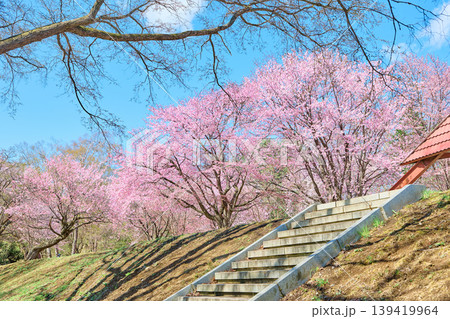 緑ヶ丘公園の桜 緑ヶ丘公園の桜 139419964