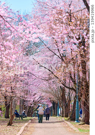 緑ヶ丘公園の桜 緑ヶ丘公園の桜 139419966