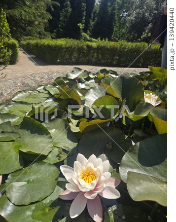 White water lilies bloom among large green leaves in a garden pond. Concepts of tranquility, natural beauty, and harmony in outdoor spaces. White water lilies bloom among large green leaves in a garden pond. Concepts of tranquility, natural beauty, and harmony in outdoor spaces. 139420440