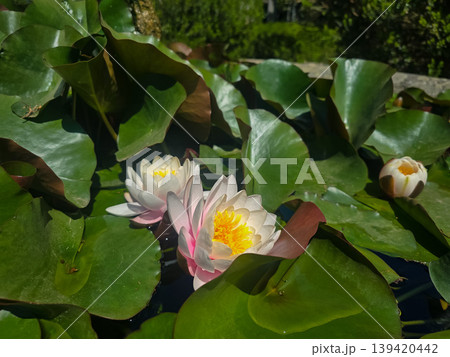 White water lilies bloom among large green leaves in a garden pond. Concepts of tranquility, natural beauty, and harmony in outdoor spaces. White water lilies bloom among large green leaves in a garden pond. Concepts of tranquility, natural beauty, and harmony in outdoor spaces. 139420442