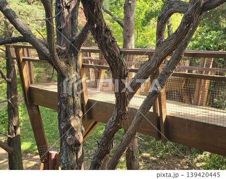 A wooden pedestrian bridge spans the trees of Seralves Park in Porto, Portugal. Concepts include green infrastructure, nature conservation, and sustainable tourism. A wooden pedestrian bridge spans the trees of Seralves Park in Porto, Portugal. Concepts include green infrastructure, nature conservation, and sustainable tourism. 139420445