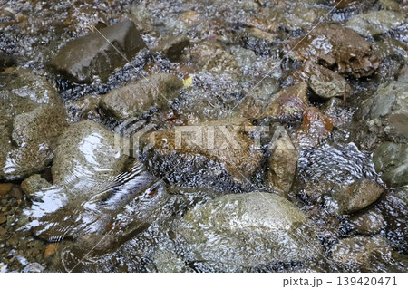 洒水の滝（神奈川県足柄上郡山北町）・滝沢川の流れる水面 139420471