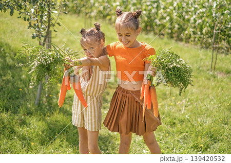 The girl clumsily holds a bunch of fresh carrots. Children eat vegetables straight from the garden. Non-gmo organic farm products The girl clumsily holds a bunch of fresh carrots. Children eat vegetables straight from the garden. Non-gmo organic farm products 139420532