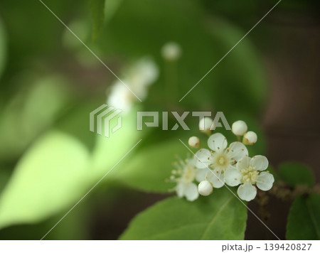 4月に咲いた可憐で美しい白いカマツカの花 139420827