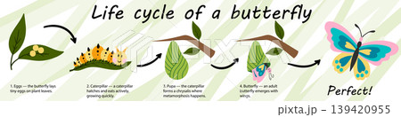 Educational infographic of the butterfly life cycle Educational infographic of the butterfly life cycle 139420955