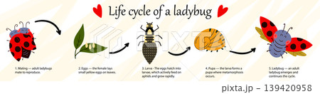 Educational infographic of the ladybug life cycle Educational infographic of the ladybug life cycle 139420958