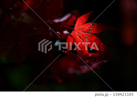 紅葉 紅葉 139421105