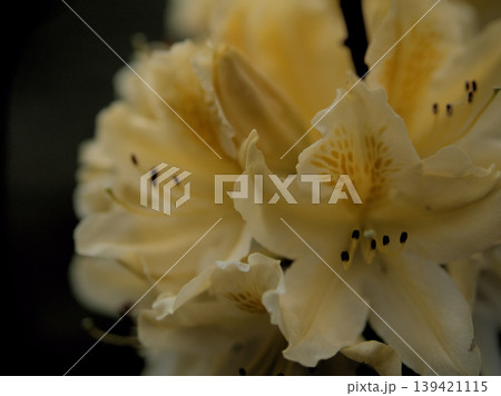 4月に美しく咲いたキレンゲツツジの花 139421115