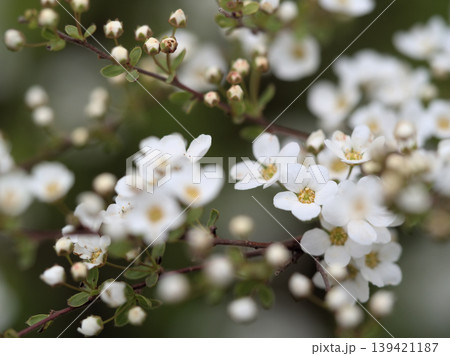 4月に美しく咲いた雪柳(ユキヤナギ) 4月に美しく咲いた雪柳(ユキヤナギ) 139421187
