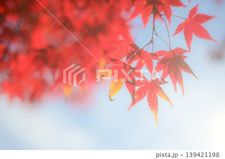 紅葉 139421198