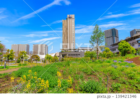 東京 江東区 有明 シンボルプロムナード公園(花の広場) 東京 江東区 有明 シンボルプロムナード公園(花の広場) 139421346