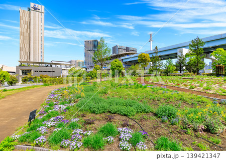東京　江東区 有明　シンボルプロムナード公園（花の広場） 139421347