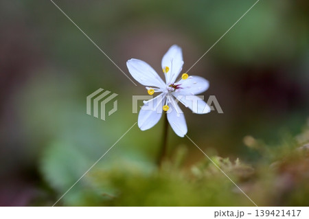 爽やか バイカオウレンの花 爽やか バイカオウレンの花 139421417