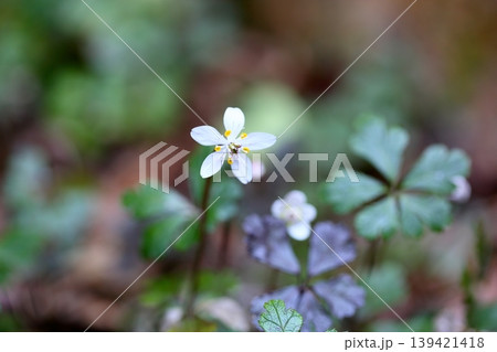 爽やか バイカオウレンの花 爽やか バイカオウレンの花 139421418