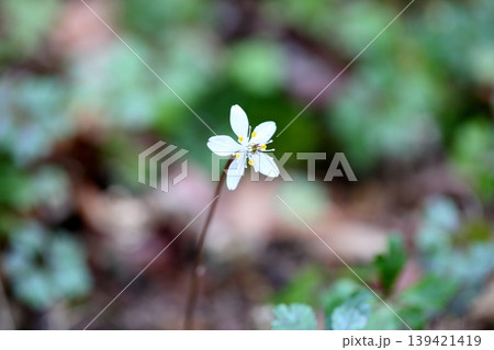 爽やか バイカオウレンの花 爽やか バイカオウレンの花 139421419