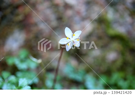 爽やか バイカオウレンの花 爽やか バイカオウレンの花 139421420