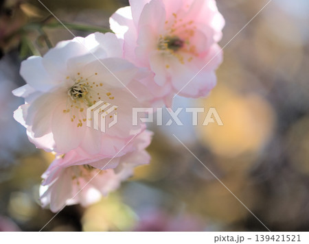 4月に美しく咲いたピンク色のサトザクラ「大村桜(オオムラザクラ)」 4月に美しく咲いたピンク色のサトザクラ「大村桜(オオムラザクラ)」 139421521