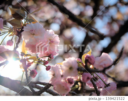 4月に美しく咲いたピンク色のサトザクラ「大村桜（オオムラザクラ）」 139421522