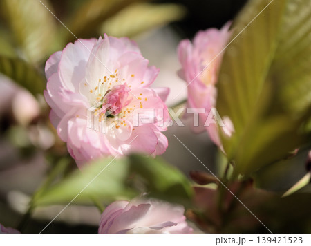 4月に美しく咲いたピンク色のサトザクラ「大村桜(オオムラザクラ)」 4月に美しく咲いたピンク色のサトザクラ「大村桜(オオムラザクラ)」 139421523