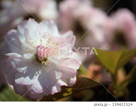 4月に美しく咲いたピンク色のサトザクラ「大村桜(オオムラザクラ)」 4月に美しく咲いたピンク色のサトザクラ「大村桜(オオムラザクラ)」 139421524