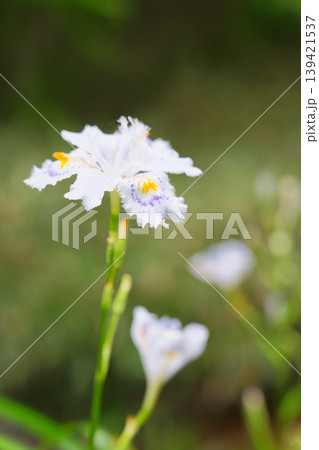 春の公園に咲く白いシャガの花 春の公園に咲く白いシャガの花 139421537