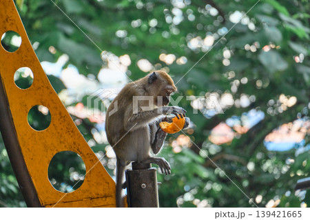 Macaque eating orange while sitting on yellow metal structure in tropical green environment 139421665