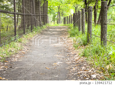 新緑の公園へと続く木漏れ日の遊歩道とフェンスのある風景 新緑の公園へと続く木漏れ日の遊歩道とフェンスのある風景 139421712