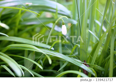 清楚　スノードロップの花 139421717