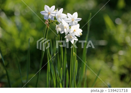 爽やか　スイセンの花　ガリル 139421718
