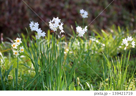爽やか　スイセンの花　ガリル 139421719