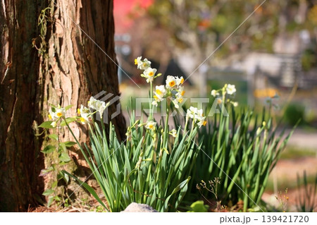爽やか　スイセンの花　日本水仙 139421720