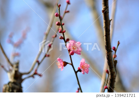 可愛い 梅の花 可愛い 梅の花 139421721