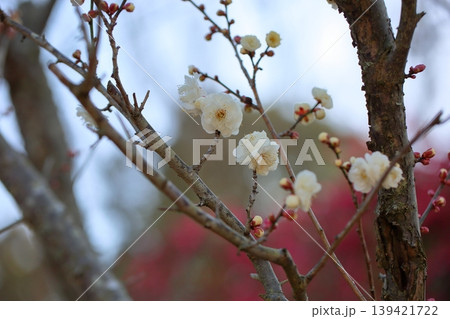 可愛い 梅の花 可愛い 梅の花 139421722