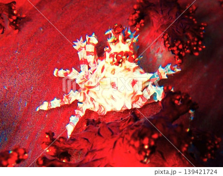 ウミトサカにひそむイソコンペイトウガニ(Hoplophrys oatesii) ウミトサカにひそむイソコンペイトウガニ(Hoplophrys oatesii) 139421724