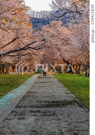 の光に輝く二十間道路桜並木の桜トンネル 139421830