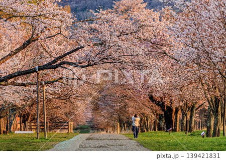 春色に染まる二十間道路桜並木の並木道 139421831