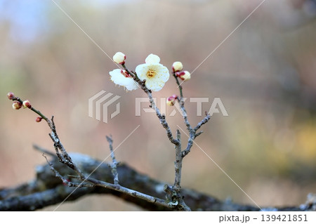 可愛い 梅の花 白梅 可愛い 梅の花 白梅 139421851